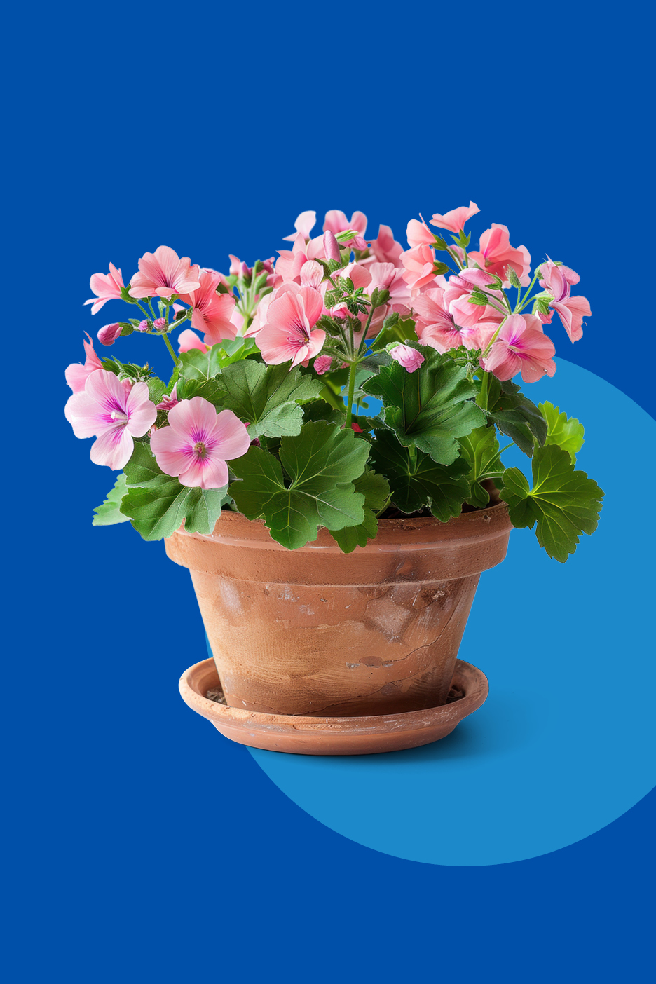 Rožnata pelargonija v terakotnem loncu na modrem ozadju.